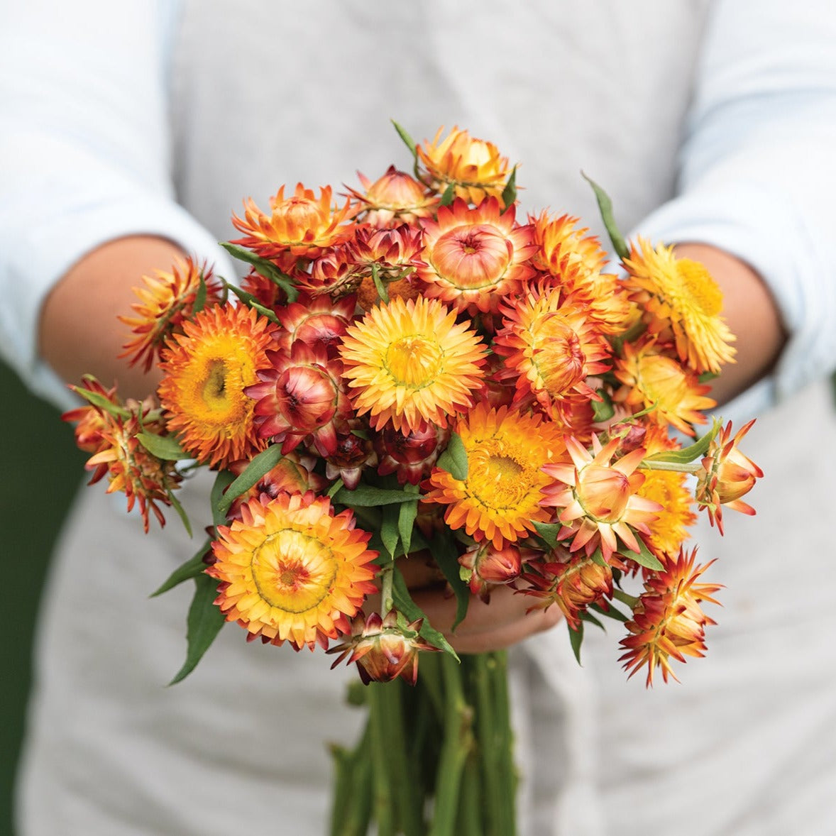 King Size Orange Strawflower Seed Buy Cut Flower Seeds in Canada