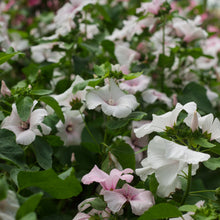 Load image into Gallery viewer, Lavatera - Pink Blush Seed