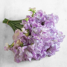 Load image into Gallery viewer, Sweet Pea - Pulsar