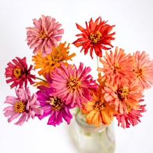 Load image into Gallery viewer, Zinnia - Cactus Cut Flower Mix Seed
