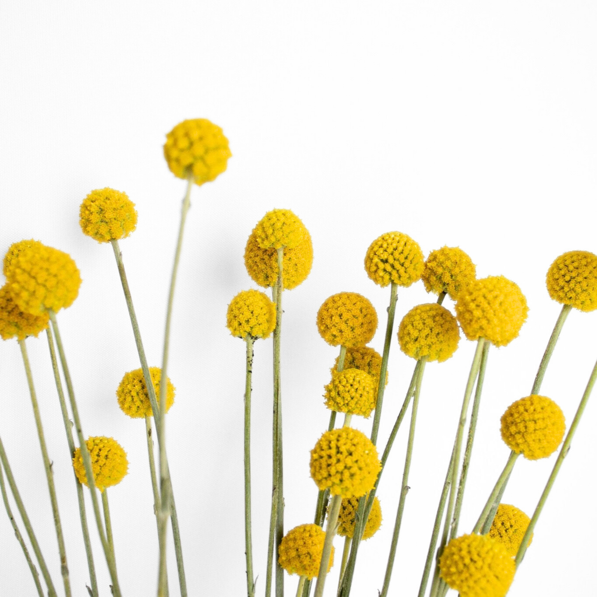 billy ball flower seeds Craspedia Sun Ball Seed