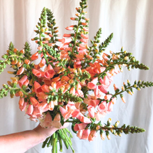 Load image into Gallery viewer, Foxglove - Dalmatian Peach Seed