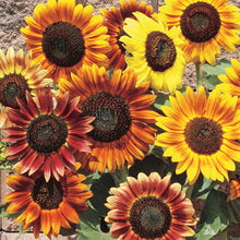 Load image into Gallery viewer, Sunflower - Autumn Beauty
