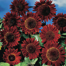 Load image into Gallery viewer, Sunflower - Ruby