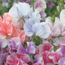 Load image into Gallery viewer, Sweet Pea - Streamers Mix Seed