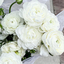Load image into Gallery viewer, Ranunculus Corms - Amandine White