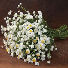 Load image into Gallery viewer, Ammobium - Winged Everlasting Seed