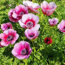 Load image into Gallery viewer, Anemone Corms - Rainbow Jaguar