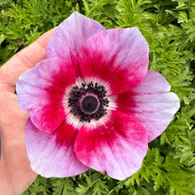 Load image into Gallery viewer, Anemone Corms - Rainbow Jaguar