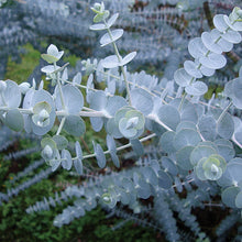 Load image into Gallery viewer, Eucalyptus - Baby Blue Seed