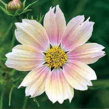 Load image into Gallery viewer, Cosmos - Apricot Lemonade Seed