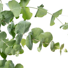 Load image into Gallery viewer, Eucalyptus - Cinerea Silver Dollar Tree Seed