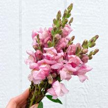 Load image into Gallery viewer, Snapdragon - Potomac Lavender Seed