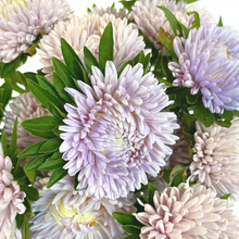 Load image into Gallery viewer, Aster - Lady Coral Lavender Seed