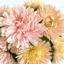 Load image into Gallery viewer, Aster - King Size Apricot Seed