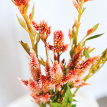 Load image into Gallery viewer, Celosia - Celway Terracotta Seed