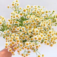 Load image into Gallery viewer, Feverfew (Chrysanthemum) - Magic Single Seed