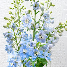 Load image into Gallery viewer, Delphinium - Pacific Giants Summer Skies (Light Blue) Seed