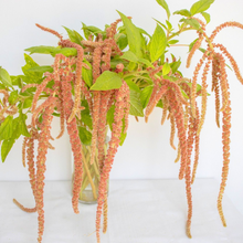 Load image into Gallery viewer, Amaranthus - Coral Fountain Seed