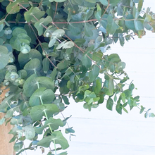 Load image into Gallery viewer, Eucalyptus - Baby Blue Seed