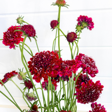 Load image into Gallery viewer, Scabiosa - QIS Deep Red Seed