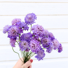 Load image into Gallery viewer, Scabiosa - Oxford Blue Seed