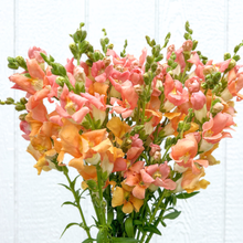 Load image into Gallery viewer, Snapdragon - Chantilly Light Salmon Seed