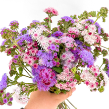 Load image into Gallery viewer, Ageratum - Timeless Mix Seed