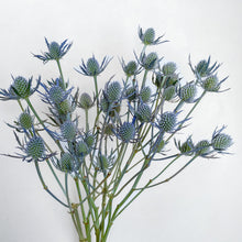 Load image into Gallery viewer, Eryngium - Blue Glitter Seed