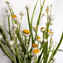 Load image into Gallery viewer, Ammobium - Winged Everlasting Seed