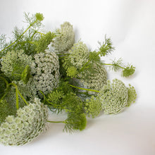 Load image into Gallery viewer, Ammi - Green Mist Seed