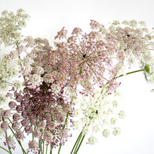 Load image into Gallery viewer, Dara - Chocolate Queen Anne's Lace Seed