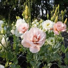 Load image into Gallery viewer, Lisianthus - Arena 3 Baby Pink Seed