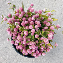 Load image into Gallery viewer, Gomphrena - Raspberry Cream Seed