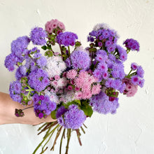 Load image into Gallery viewer, Ageratum - Timeless Mix Seed