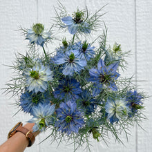 Load image into Gallery viewer, Nigella - Miss Jekyll Indigo Seed