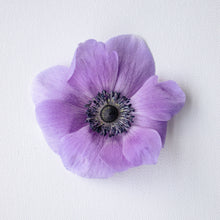 Load image into Gallery viewer, Anemone Corms - Marianne Lavender