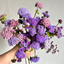 Load image into Gallery viewer, Ageratum - Timeless Mix Seed