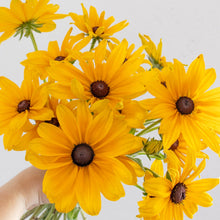 Load image into Gallery viewer, Rudbeckia - Indian Summer Seed