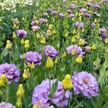 Load image into Gallery viewer, Lisianthus - Voyage 2 Lavender Seed