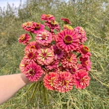 Load image into Gallery viewer, Zinnia - Queen Lime Red Seed