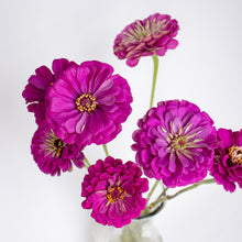 Load image into Gallery viewer, Zinnia - Benary's Giant Purple Seed