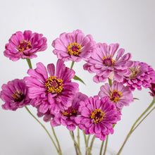 Load image into Gallery viewer, Zinnia - Benary's Giant Lilac Seed