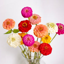 Load image into Gallery viewer, Zinnia - Giant Dahlia Mix Seed