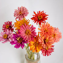 Load image into Gallery viewer, Zinnia - Cactus Cut Flower Mix Seed