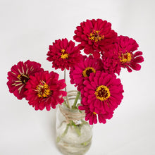Load image into Gallery viewer, Zinnia - Benary's Giant Wine Seed