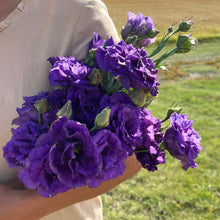Load image into Gallery viewer, Lisianthus - Voyage 2 Blue Seed