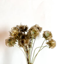 Load image into Gallery viewer, Scabiosa - Starflower Seed