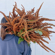 Load image into Gallery viewer, Amaranthus - Hot Biscuits Seed