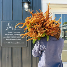 Load image into Gallery viewer, Amaranthus - Hot Biscuits Seed